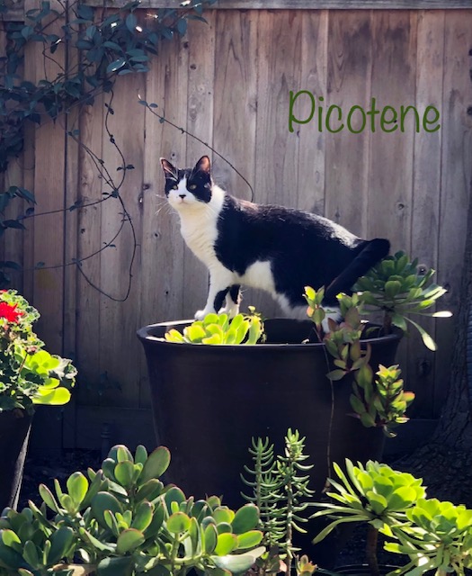 Picotene_3