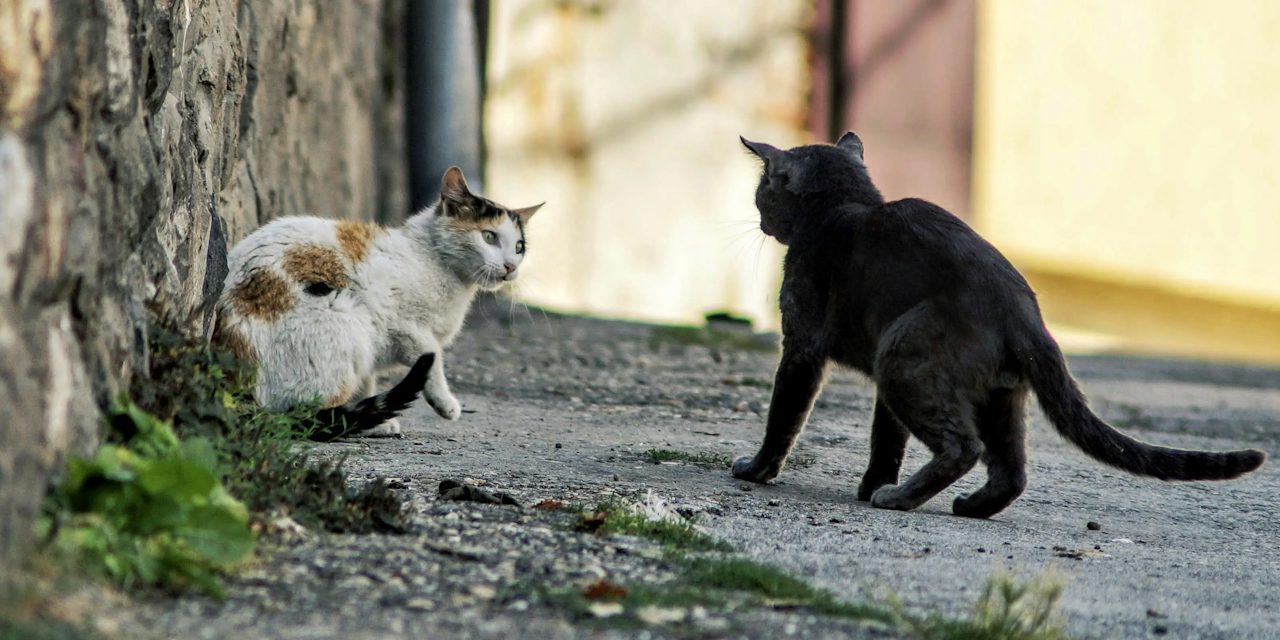 Community cats receiving support through Paws In Need programs