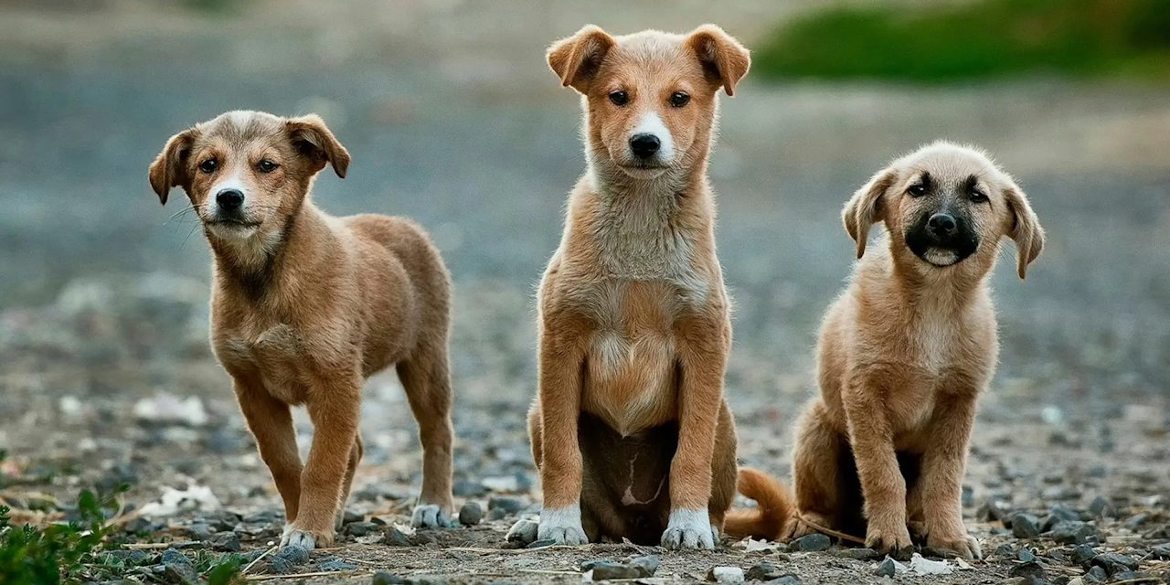 Dogs enjoying time together