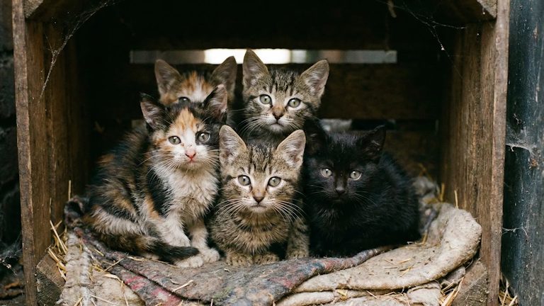 A bundle of rescued kittens