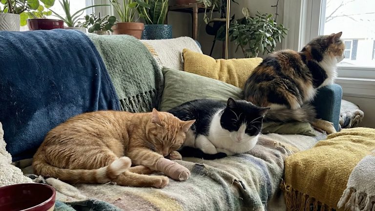 Cats finding loving homes