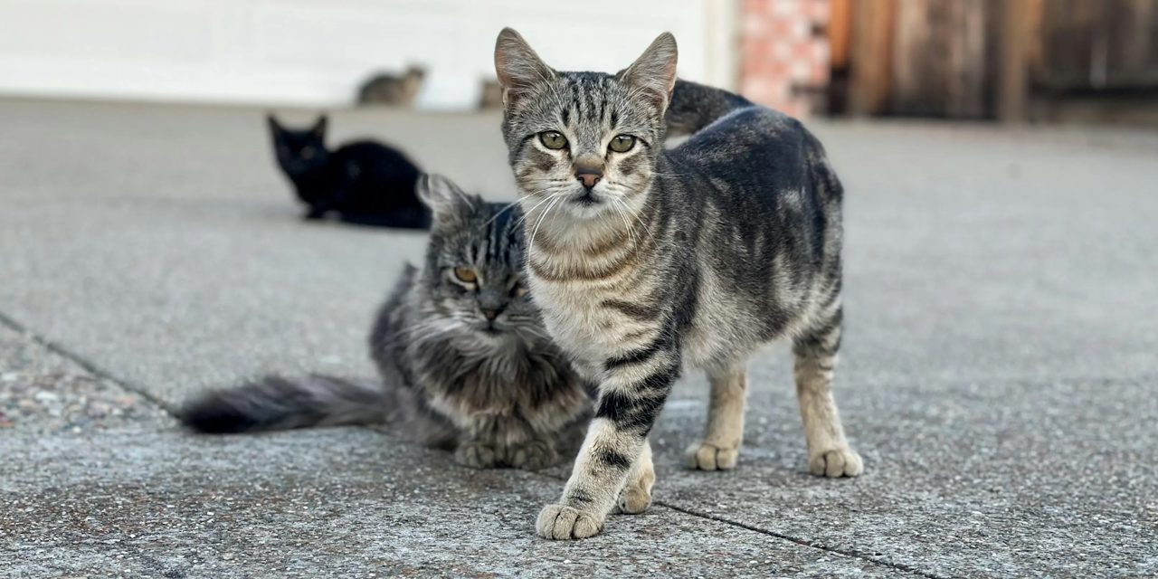 Community cats supported by Paws In Need and its partners