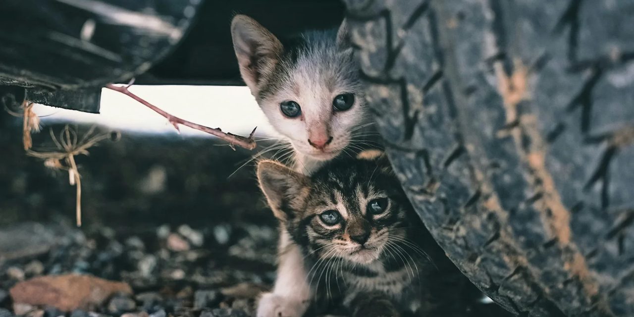 Community cats cared for through Paws In Need programs