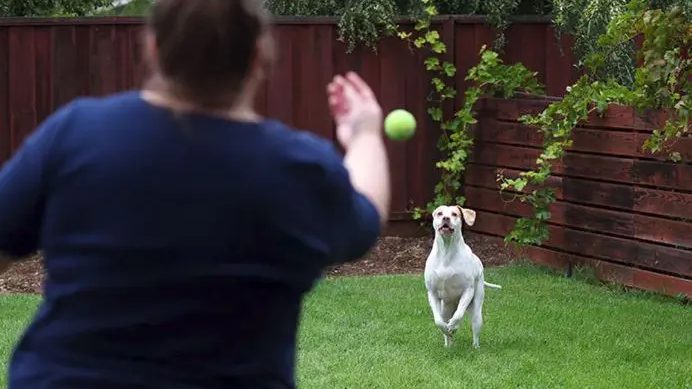 A dog playing fetch