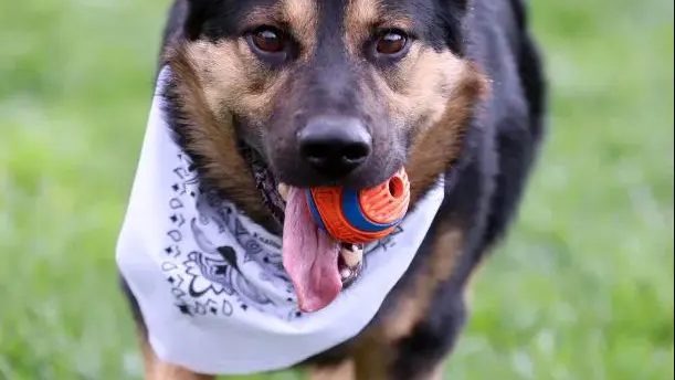 A dog wearing a bandanna