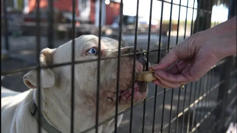 Paws In Need pets receiving community support
