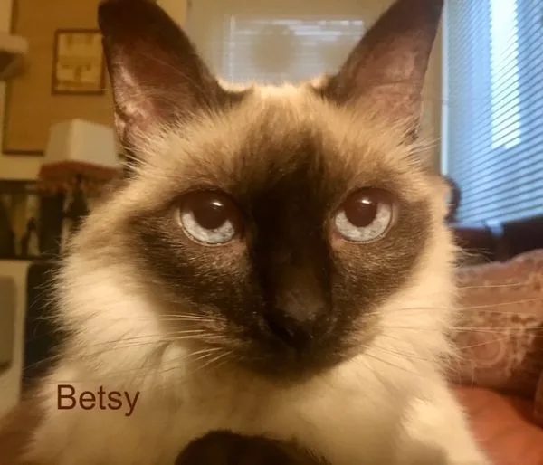 Betsy, a seal-point Siamese senior cat with blue eyes, looking straight into the camera at home