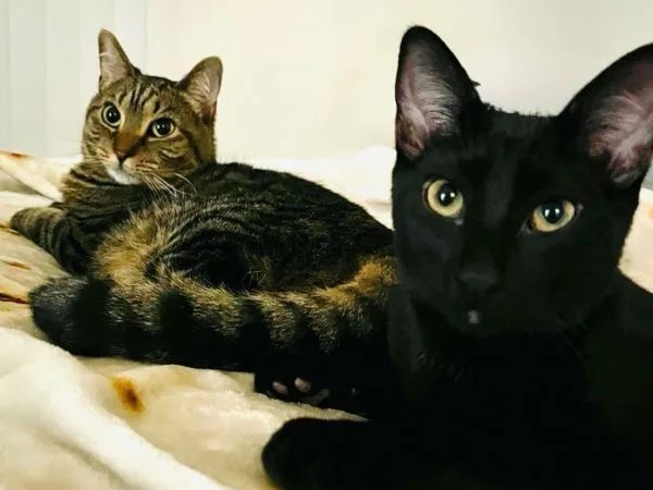 Buddy, a black kitten, lounging on a blanket beside his tabby housemate in his new home