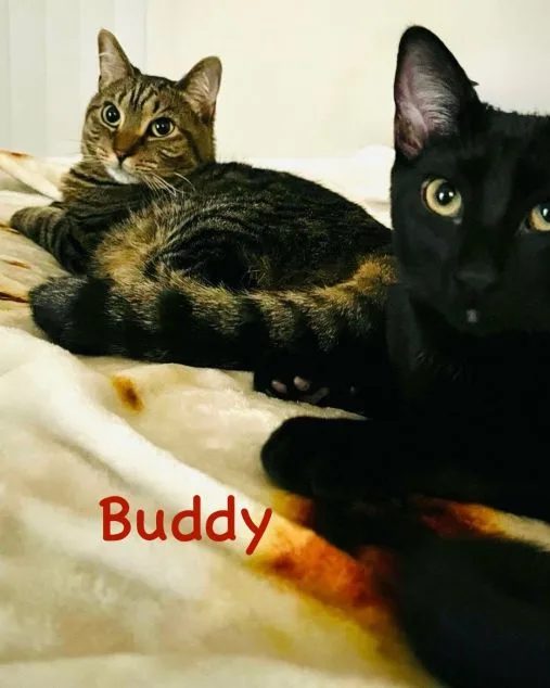 Buddy, a black kitten, lounging on a blanket beside his tabby housemate in his new home