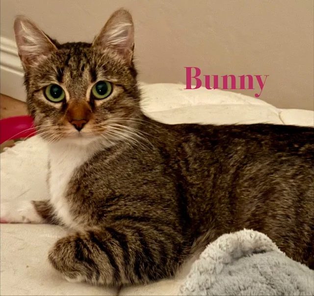 Bunny helped by Paws In Need