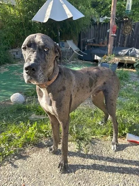Cerberus helped by Paws In Need