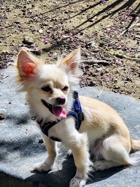 Cissy helped by Paws In Need