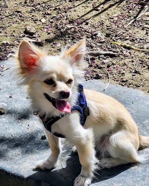 Cissy helped by Paws In Need