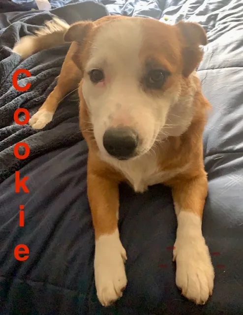 Cookie, a red-and-white corgi mix, lying on a navy comforter and looking up at the camera