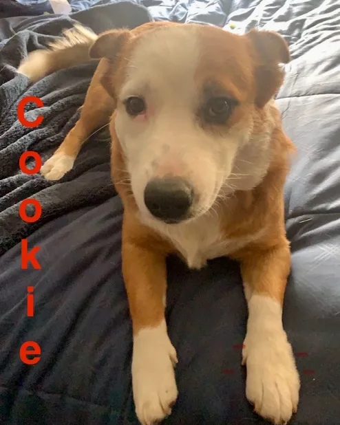 Cookie, a red-and-white corgi mix, lying on a navy comforter and looking up at the camera