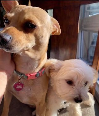 Cookie 3 helped by Paws In Need