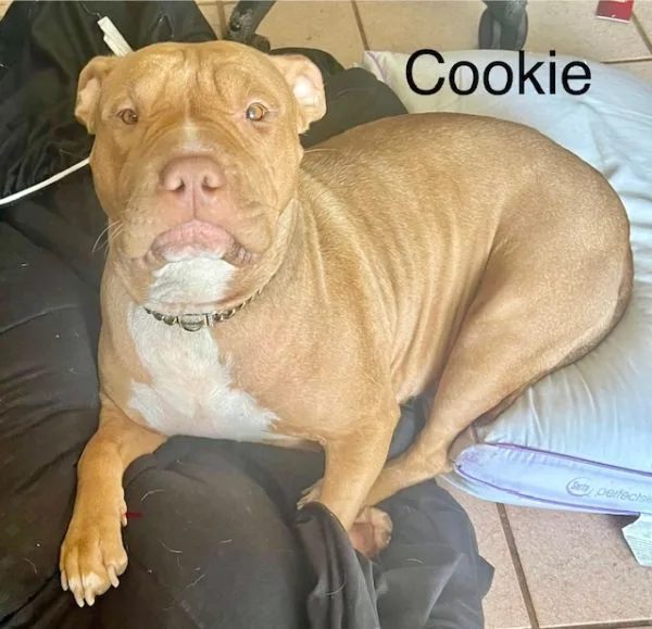 Cookie, a tan pit-bull mix with a white chest, relaxing across her owner's lap