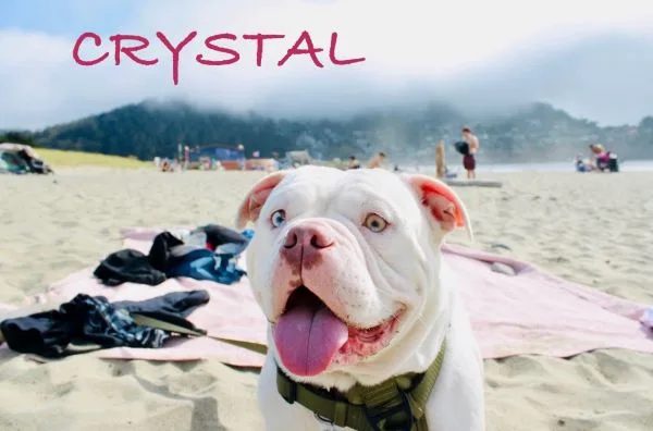 Crystal, a white bulldog mix, grinning on the sand at a foggy beach with her tongue out