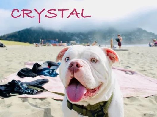 Crystal, a white bulldog mix, grinning on the sand at a foggy beach with her tongue out