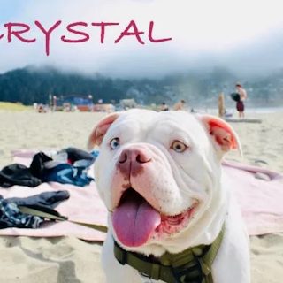 Crystal, a white bulldog mix, grinning on the sand at a foggy beach with her tongue out
