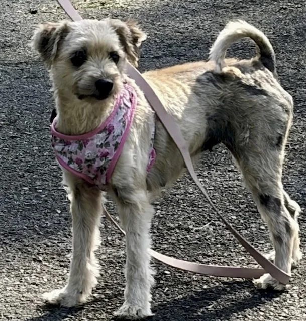 Eve helped by Paws In Need