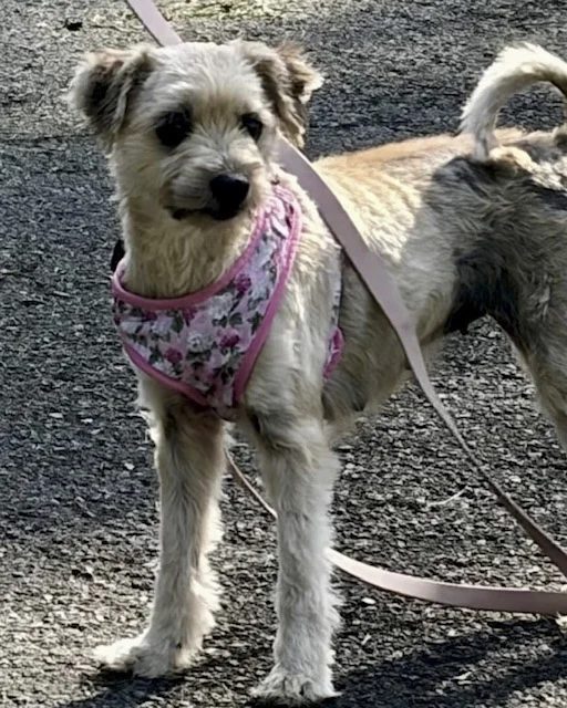 Eve helped by Paws In Need