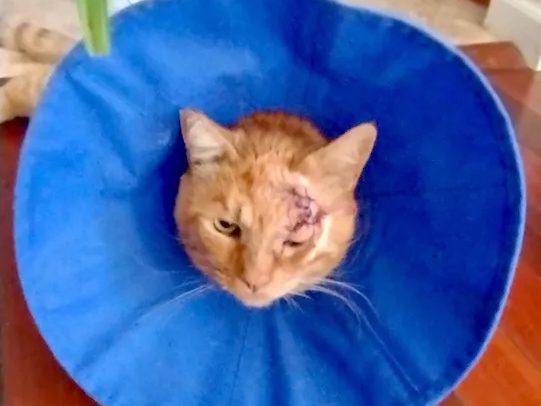 Garfield, an orange outdoor cat, wearing a soft blue recovery cone after abscess surgery near his eye