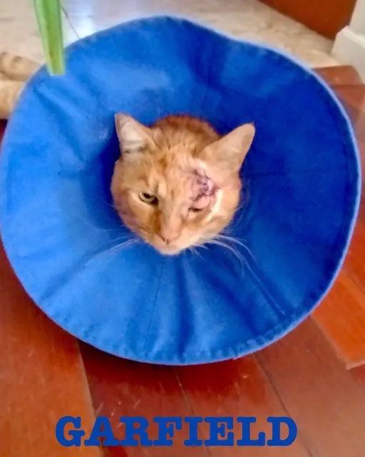 Garfield, an orange outdoor cat, wearing a soft blue recovery cone after abscess surgery near his eye