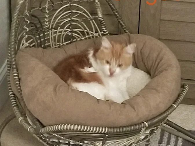 Gingee helped by Paws In Need