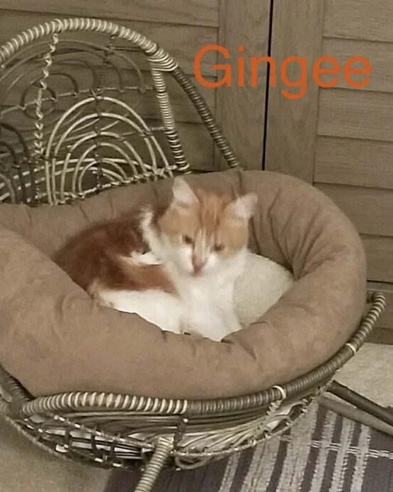 Gingee helped by Paws In Need