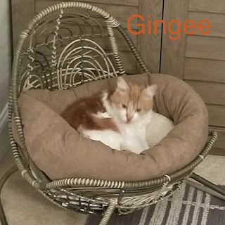 Gingee helped by Paws In Need