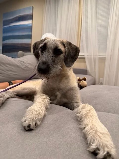 Goose helped by Paws In Need