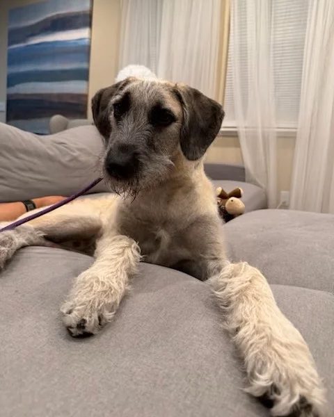 Goose helped by Paws In Need