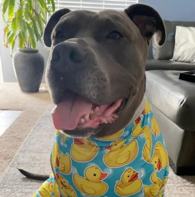 Hendricks helped by Paws In Need