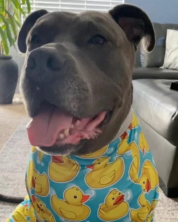Hendricks helped by Paws In Need