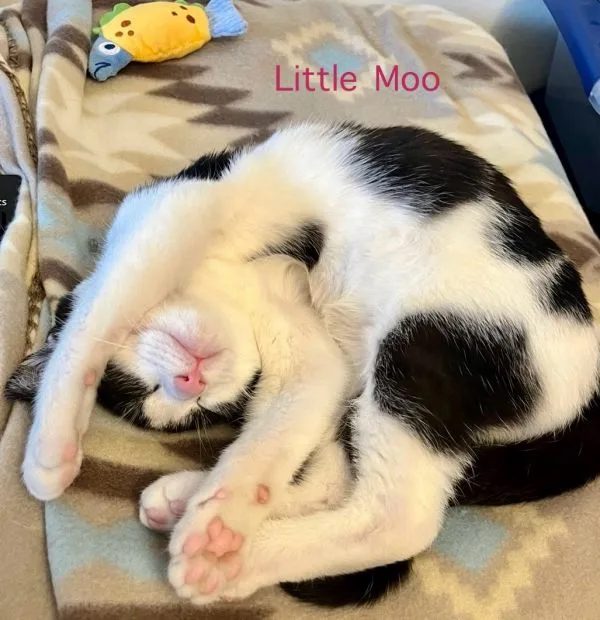 Little Moo, a black-and-white kitten, asleep on a patterned blanket with a paw over her face and a plush toy nearby