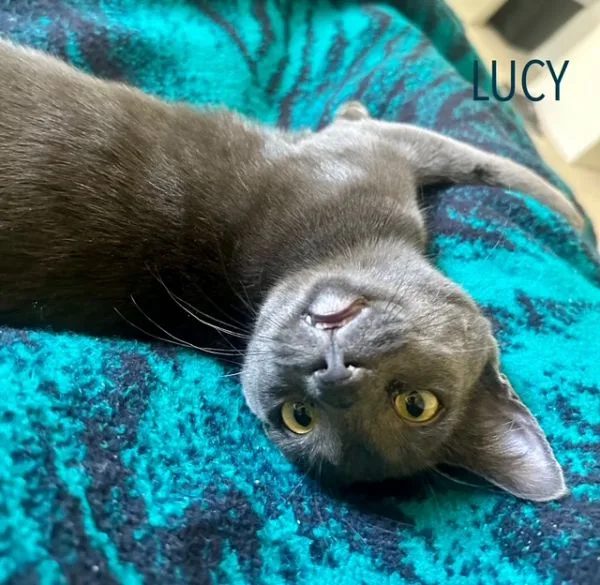Lucy, a gray kitten, sprawled upside down on a teal blanket