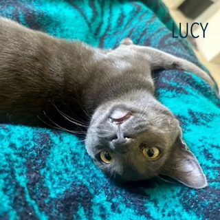 Lucy, a gray kitten, sprawled upside down on a teal blanket