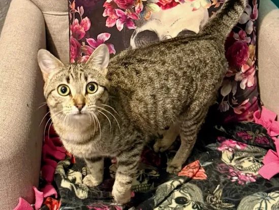 Maisy, a brown tabby teen cat, standing on an armchair in her foster home