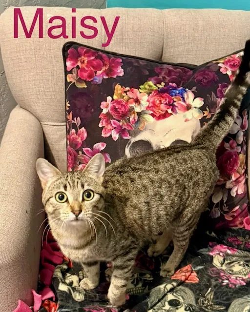 Maisy, a brown tabby teen cat, standing on an armchair in her foster home