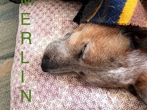 Merlin, a red heeler, asleep under a striped wool blanket with his head on a pillow