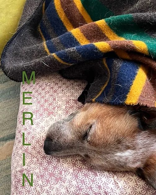 Merlin, a red heeler, asleep under a striped wool blanket with his head on a pillow