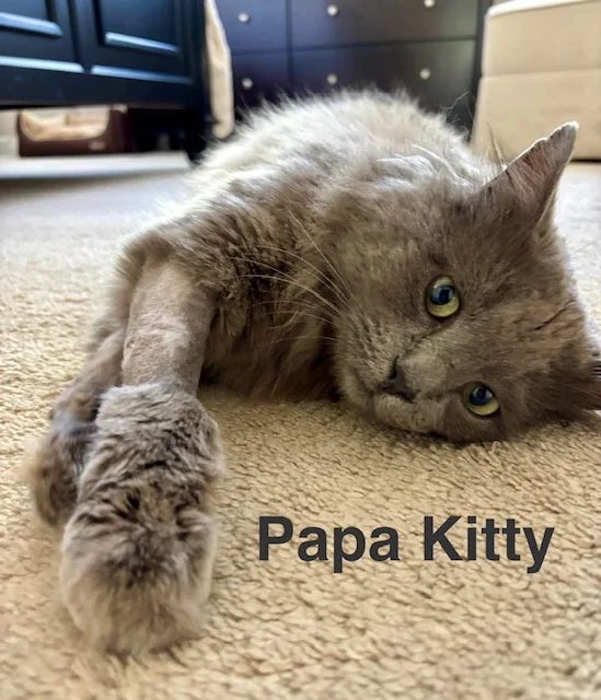 PapaKitty helped by Paws In Need