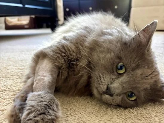 PapaKitty helped by Paws In Need