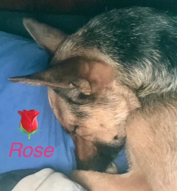 Rose, a shepherd, curled up asleep on blue bedding