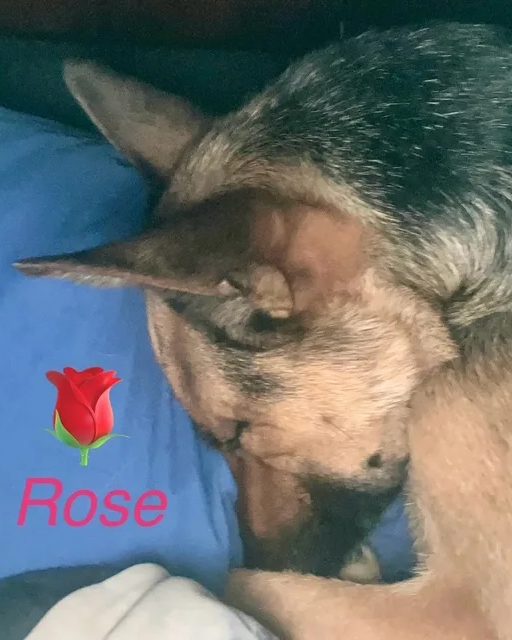 Rose, a shepherd, curled up asleep on blue bedding