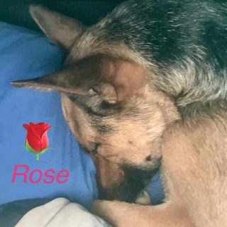 Rose, a shepherd, curled up asleep on blue bedding