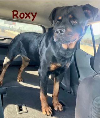 Roxy helped by Paws In Need