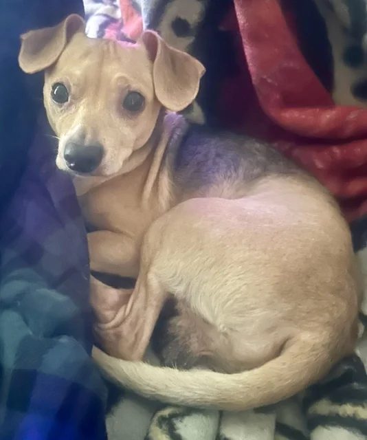 Simba helped by Paws In Need