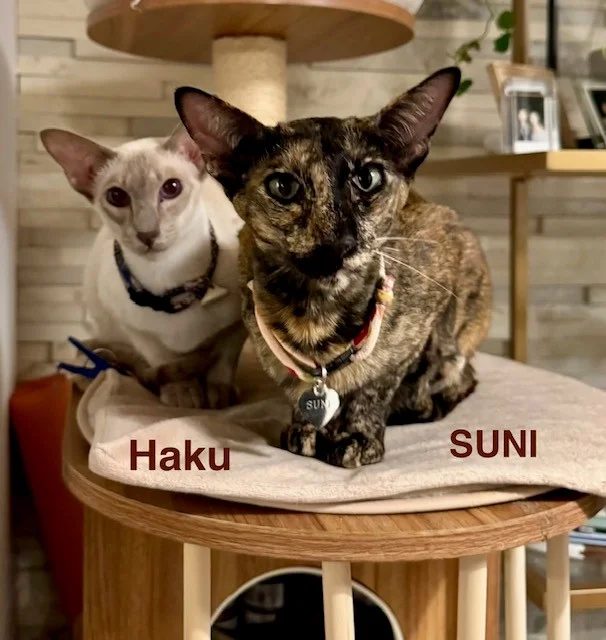 Suni helped by Paws In Need